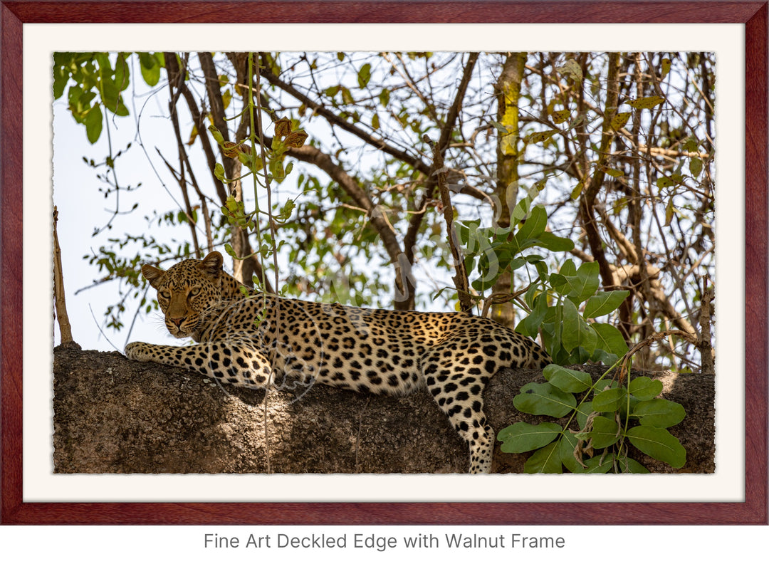 African Safari Wall Art: Inquisitive Leopard