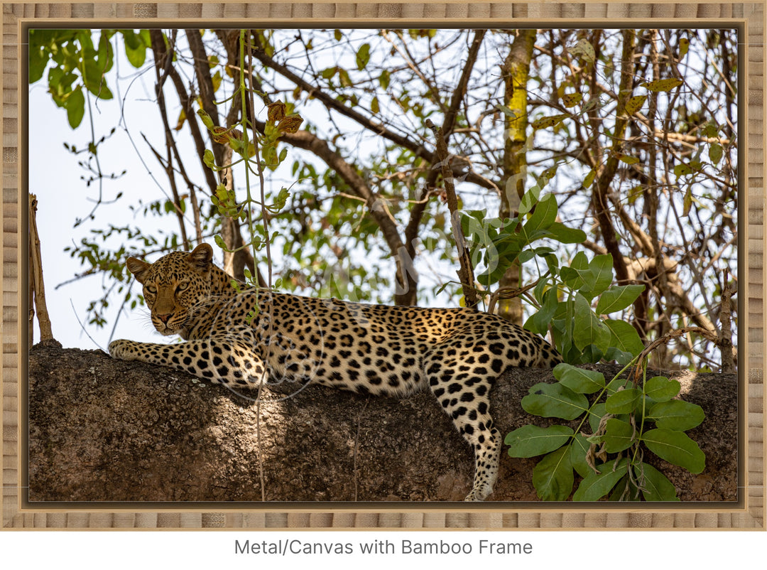 African Safari Wall Art: Inquisitive Leopard