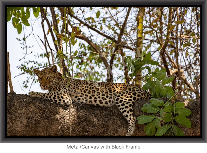 African Safari Wall Art: Inquisitive Leopard