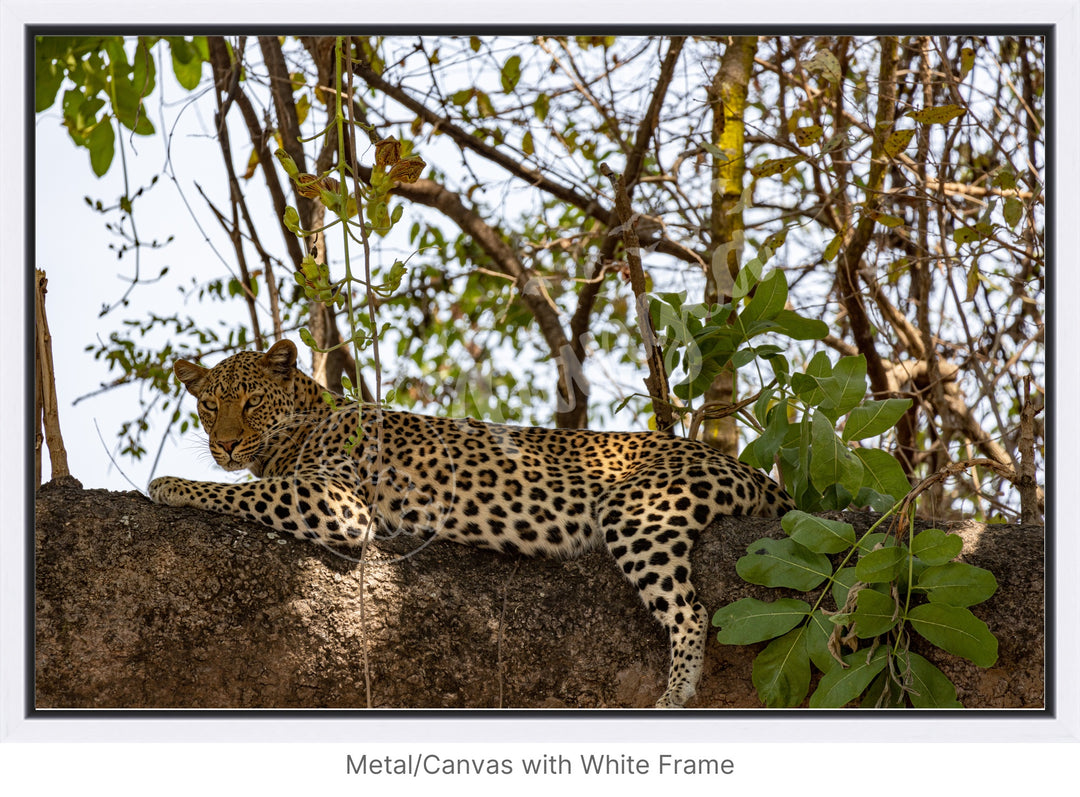 African Safari Wall Art: Inquisitive Leopard