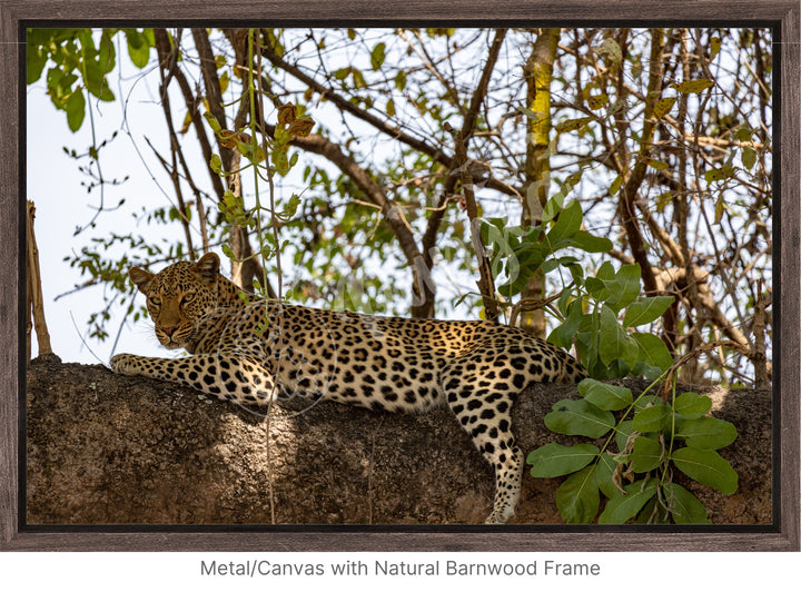 African Safari Wall Art: Inquisitive Leopard