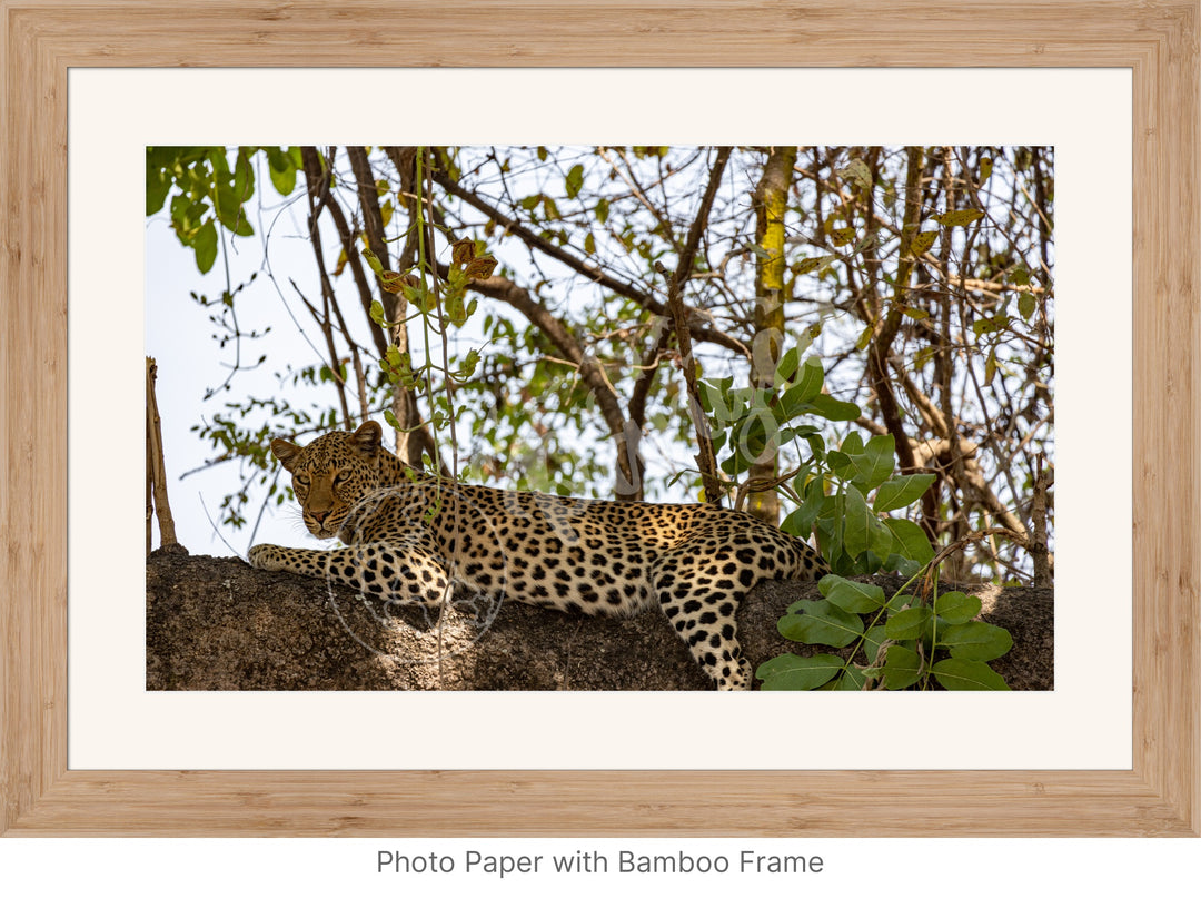 African Safari Wall Art: Inquisitive Leopard