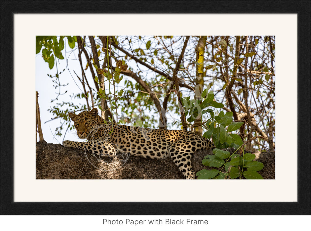 African Safari Wall Art: Inquisitive Leopard