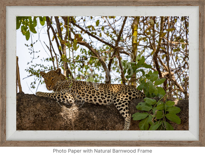 African Safari Wall Art: Inquisitive Leopard