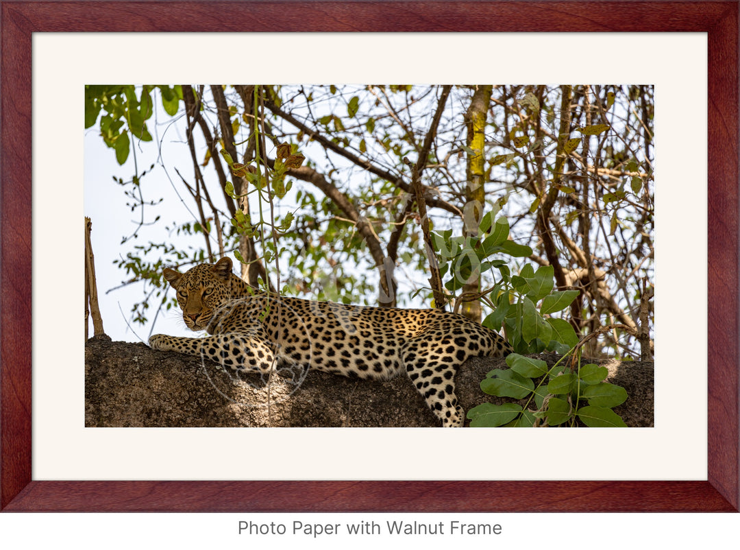 African Safari Wall Art: Inquisitive Leopard