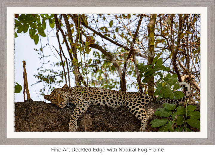 African Safari Wall Art: Dozing Leopard