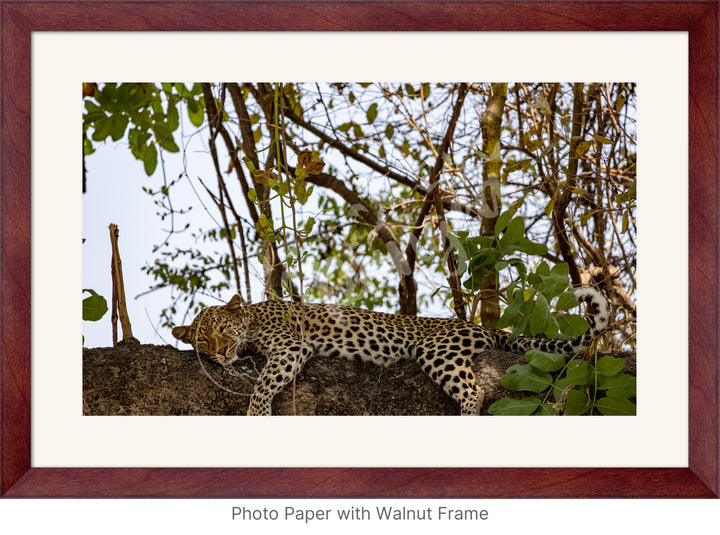 African Safari Wall Art: Dozing Leopard