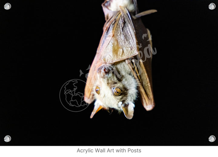 African Safari Wall Art: Epauletted Fruit Bat