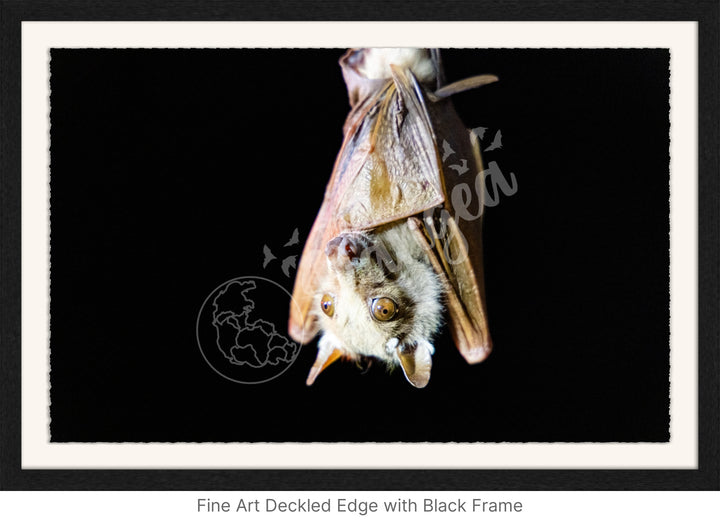 African Safari Wall Art: Epauletted Fruit Bat