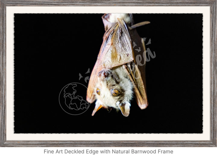 African Safari Wall Art: Epauletted Fruit Bat