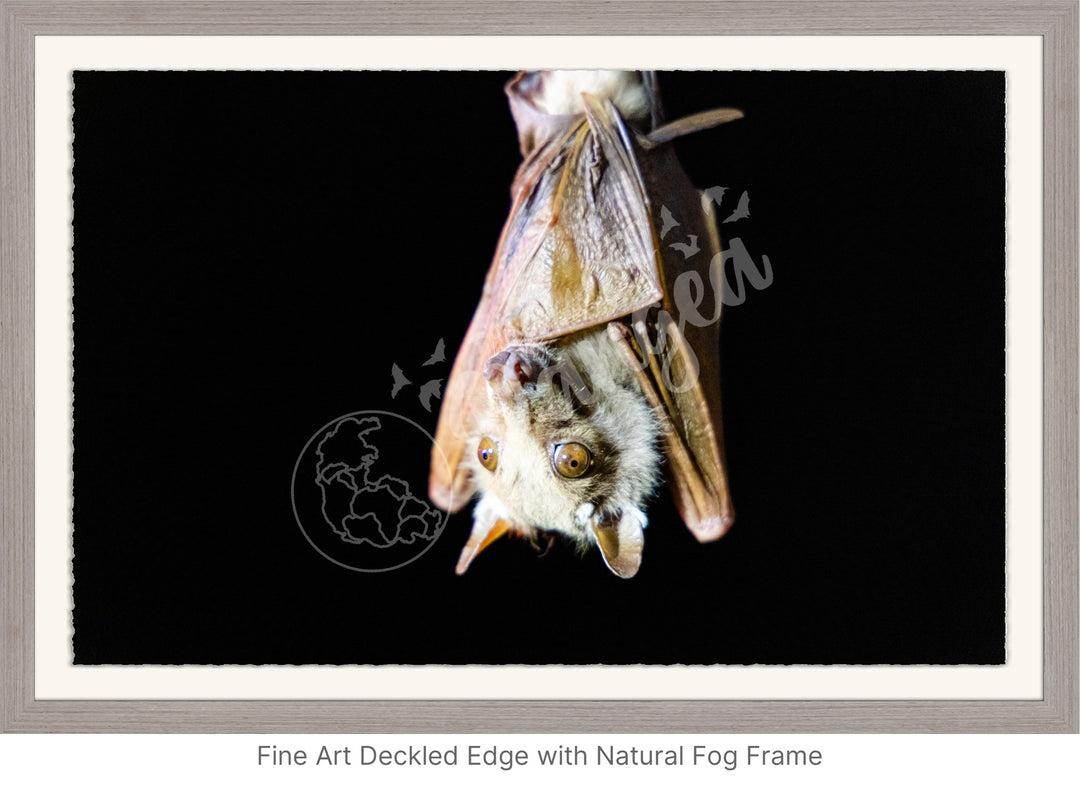 African Safari Wall Art: Epauletted Fruit Bat