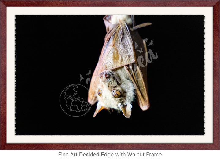 African Safari Wall Art: Epauletted Fruit Bat