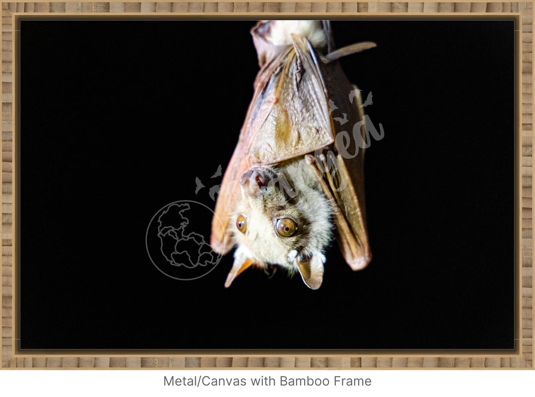 African Safari Wall Art: Epauletted Fruit Bat