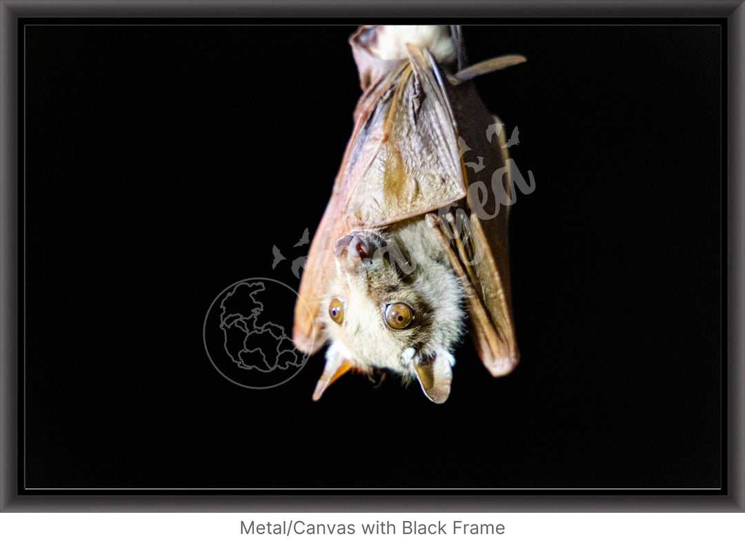 African Safari Wall Art: Epauletted Fruit Bat