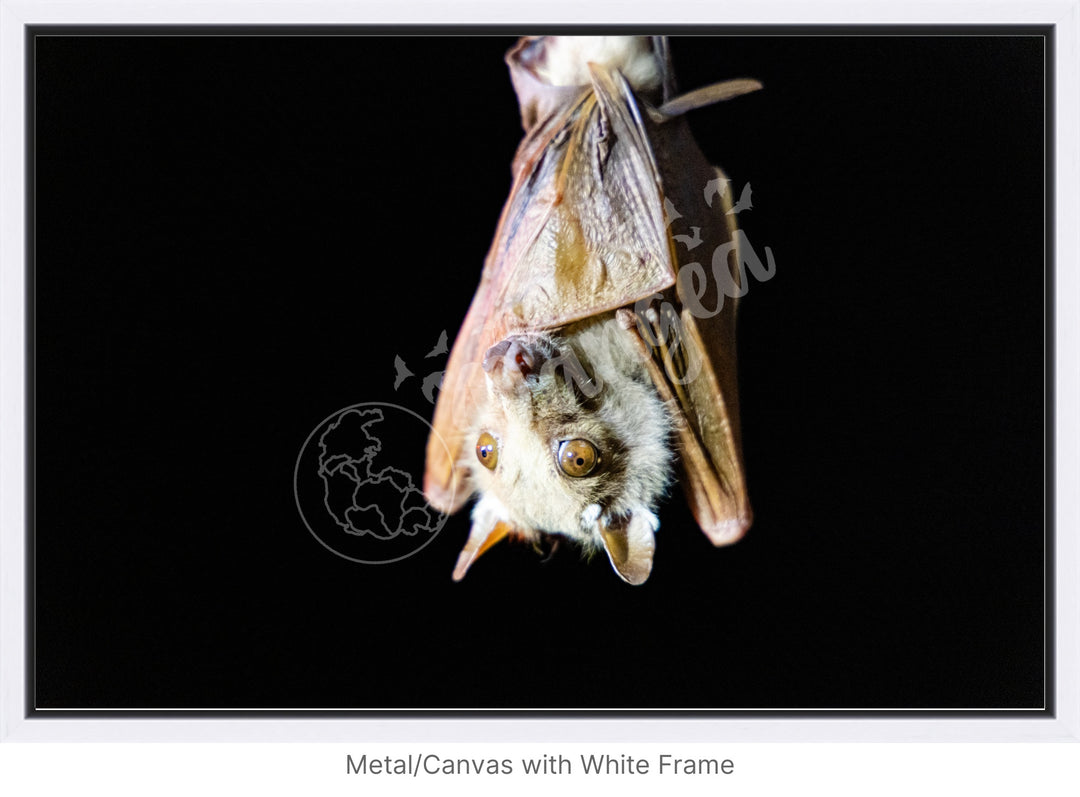 African Safari Wall Art: Epauletted Fruit Bat