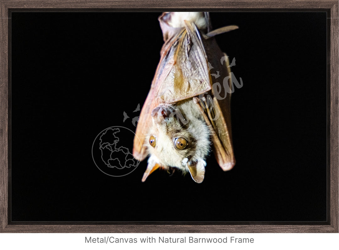 African Safari Wall Art: Epauletted Fruit Bat