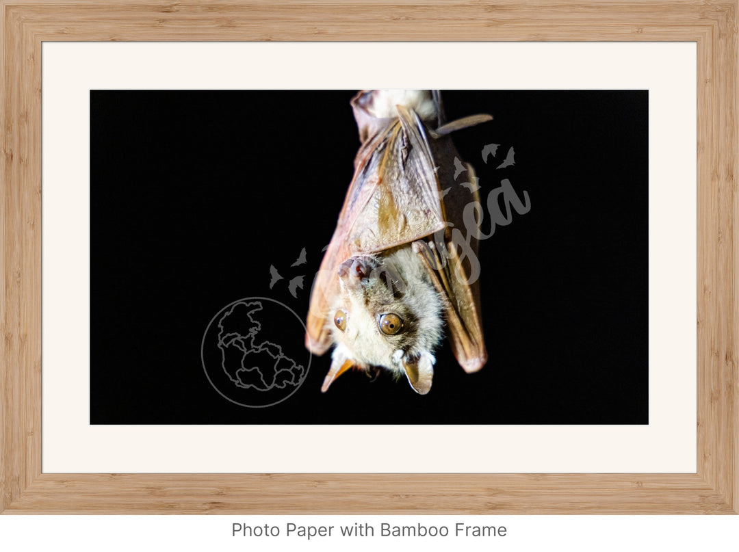 African Safari Wall Art: Epauletted Fruit Bat