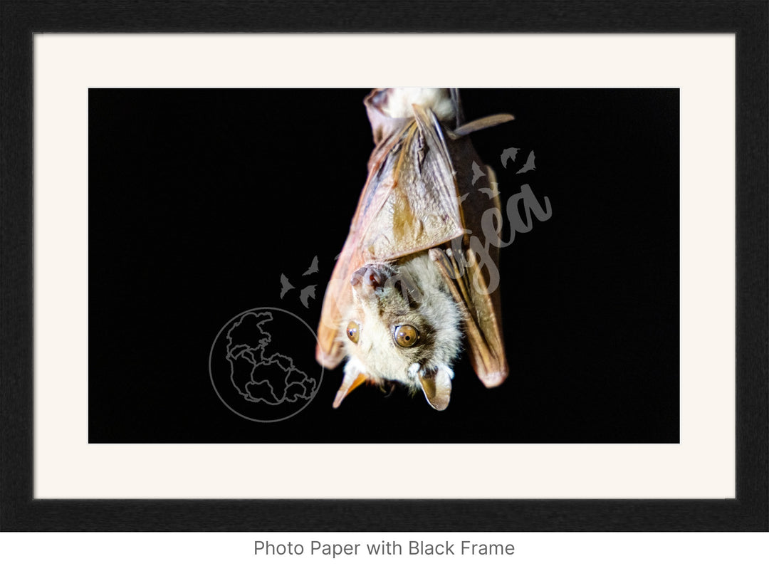 African Safari Wall Art: Epauletted Fruit Bat