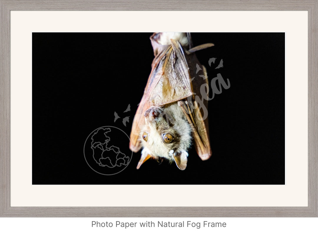 African Safari Wall Art: Epauletted Fruit Bat