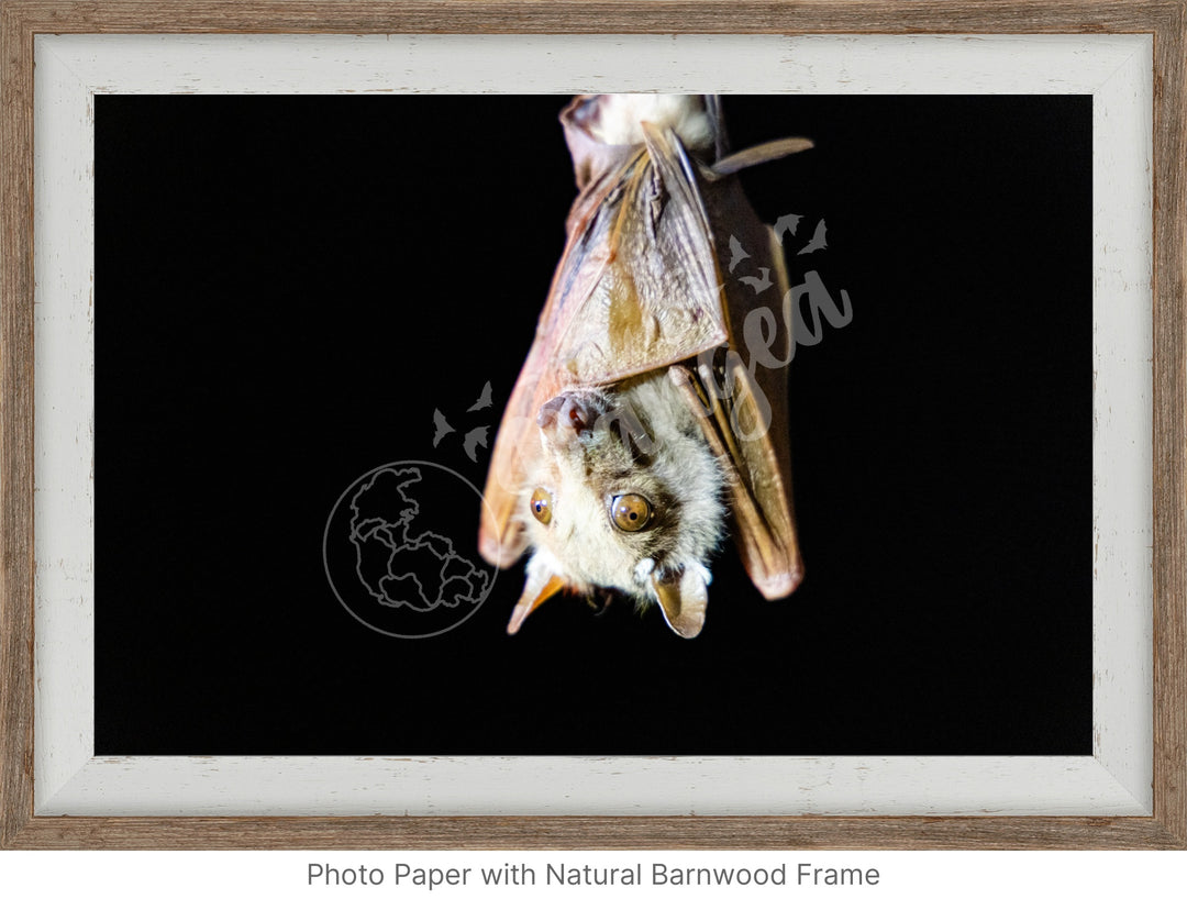 African Safari Wall Art: Epauletted Fruit Bat