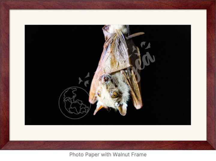 African Safari Wall Art: Epauletted Fruit Bat