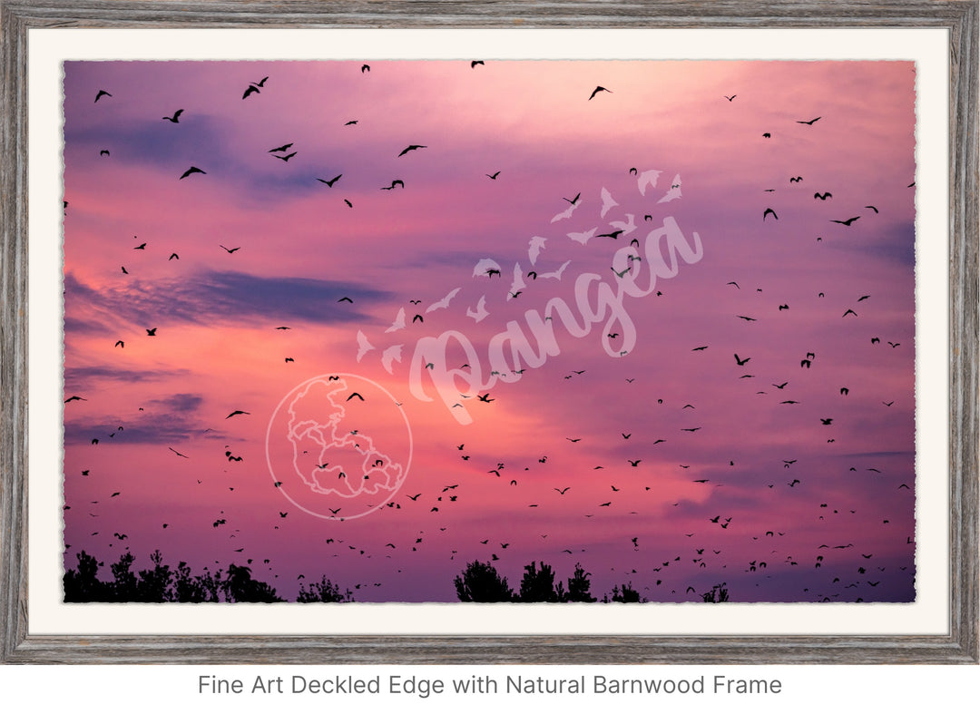 Kasanka Bat Emergence Wall Art: Purple Edition