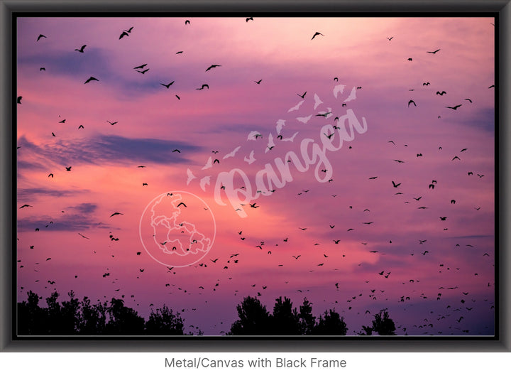 Kasanka Bat Emergence Wall Art: Purple Edition