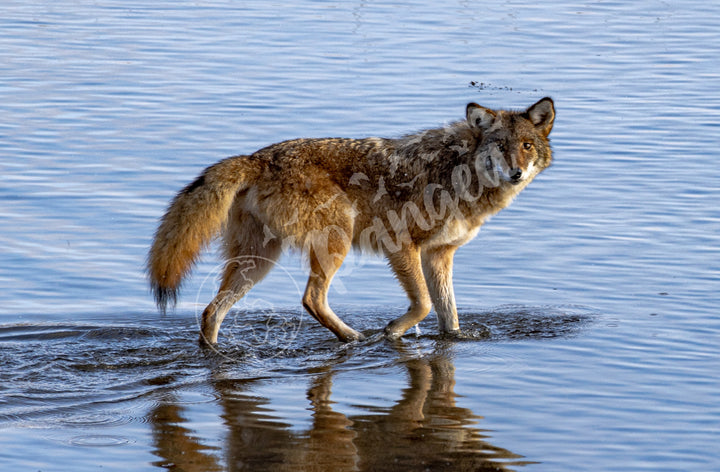 Wall Art: Coyote on the Hunt