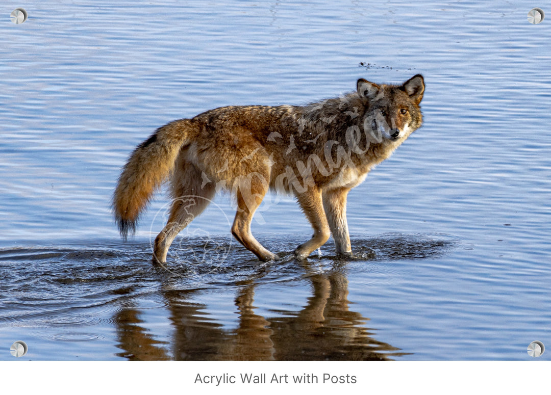 Wall Art: Coyote on the Hunt