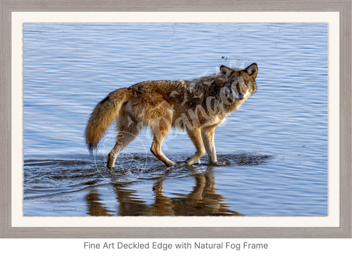 Wall Art: Coyote on the Hunt