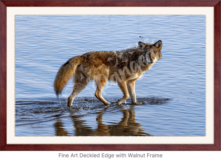 Wall Art: Coyote on the Hunt