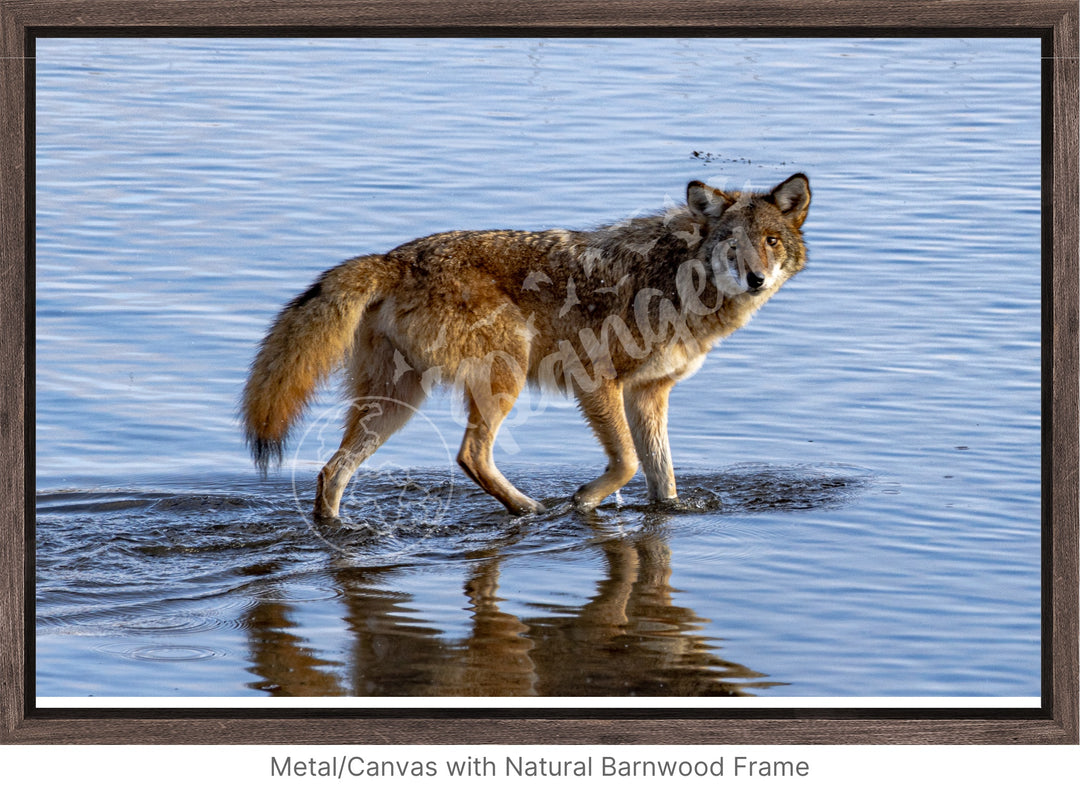 Wall Art: Coyote on the Hunt