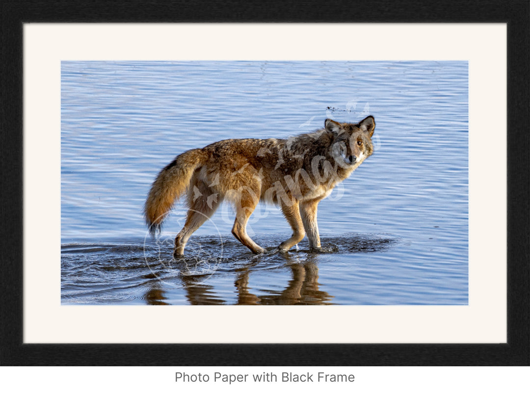 Wall Art: Coyote on the Hunt