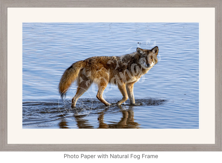 Wall Art: Coyote on the Hunt