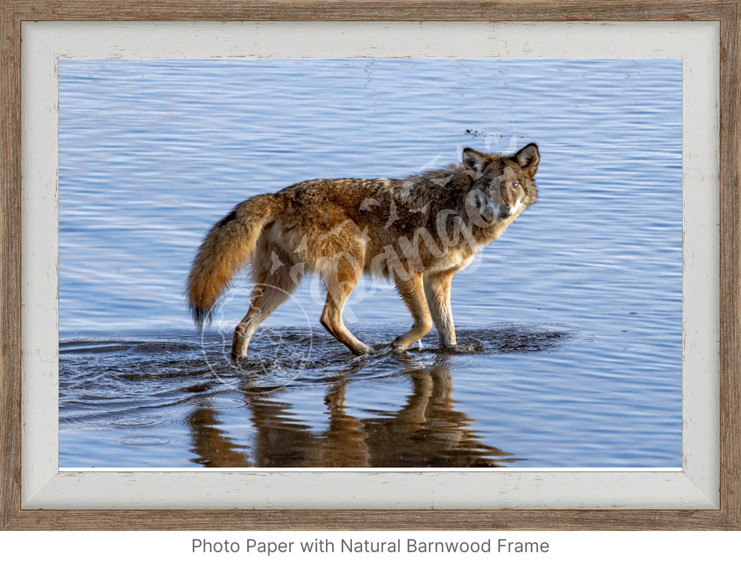 Wall Art: Coyote on the Hunt